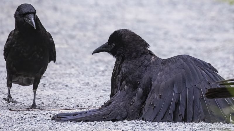 Crows Using Ants