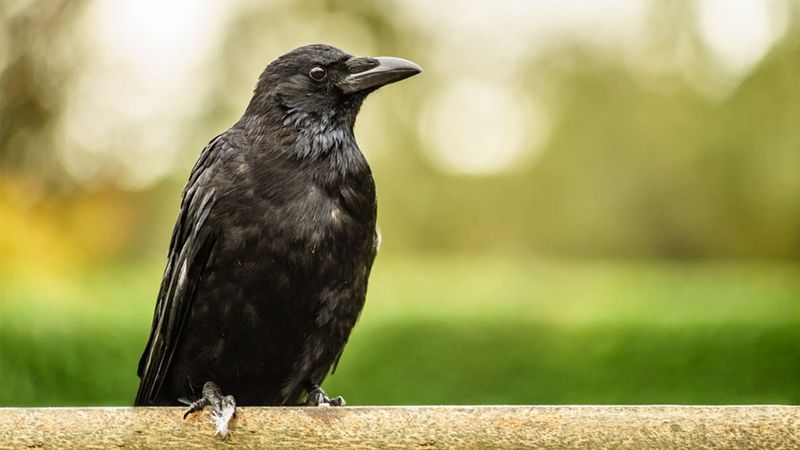 Crows as Omens
