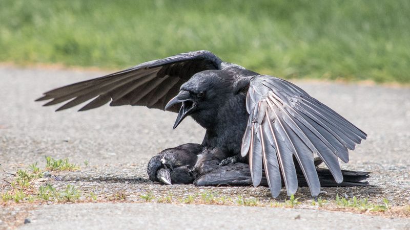 Crows