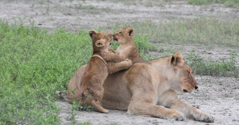 Cub Vulnerability