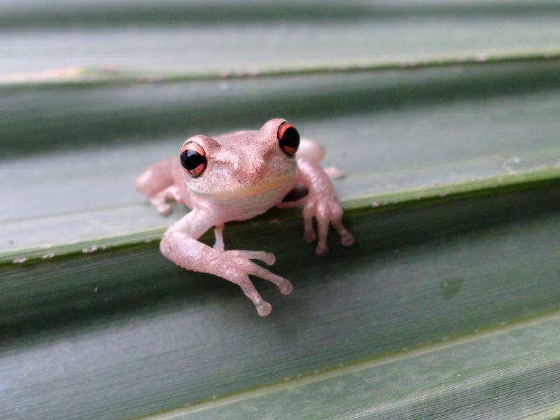Cuban Tree Frogs