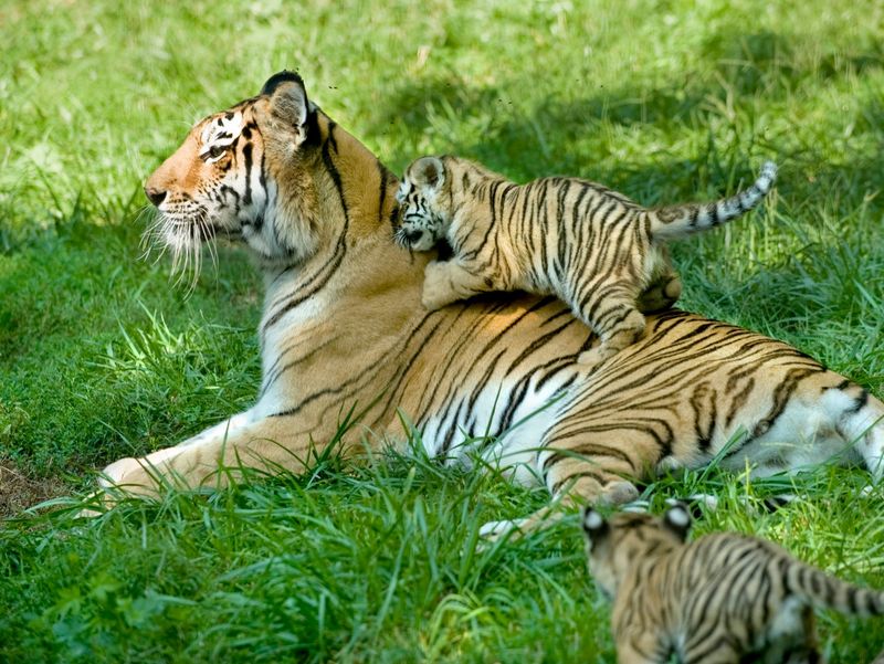Cubs and Their Playful Nature