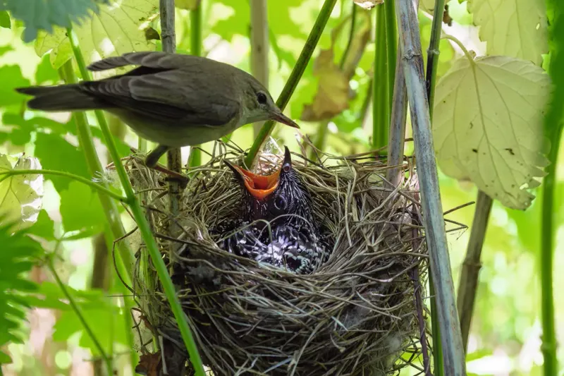 Cuckoo