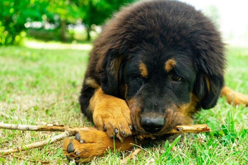 Cuddly Companions