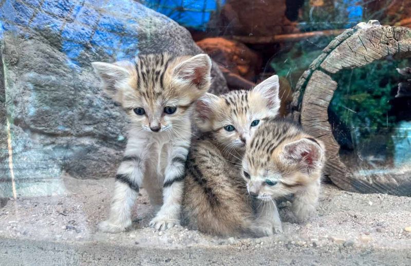 Curious Personalities