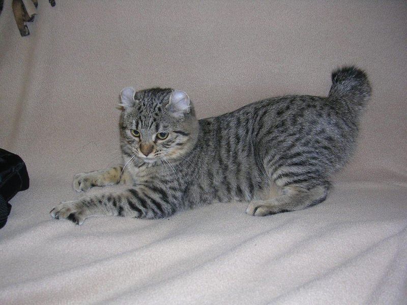 Curled Tails