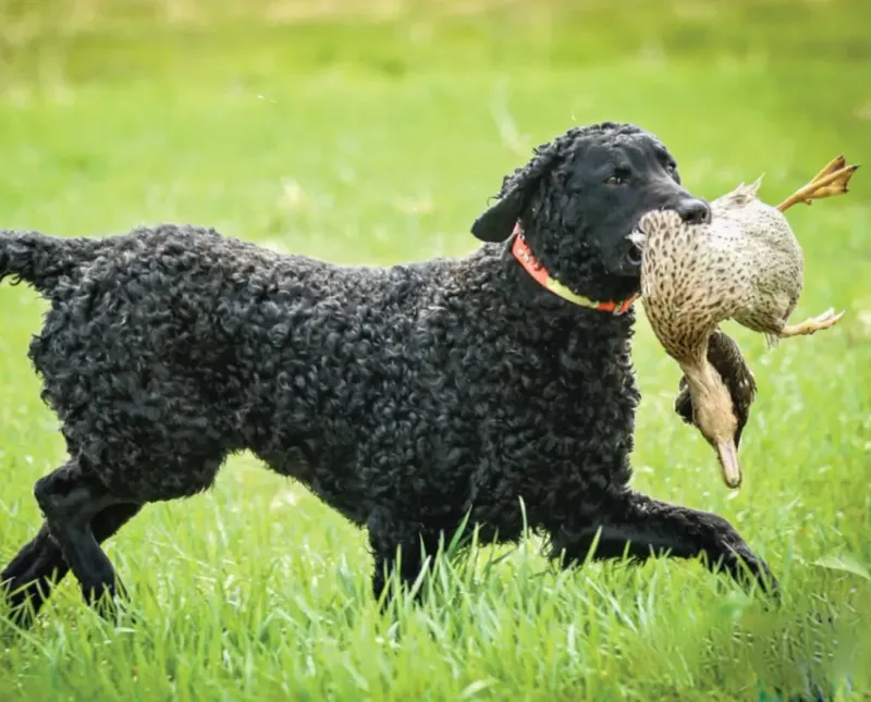 Curly-Coated Retriever