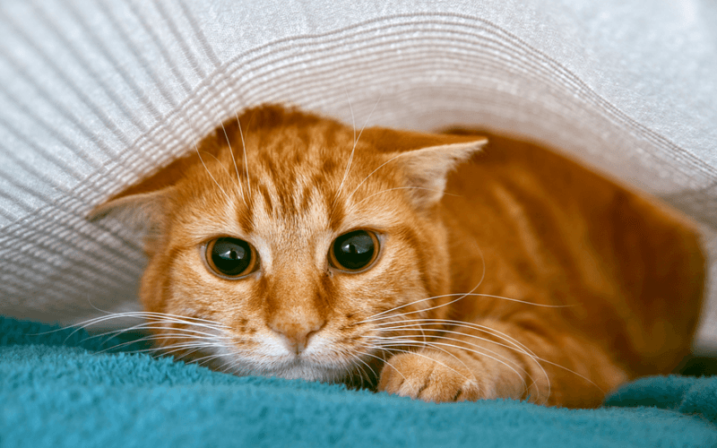 Current Cat's Anxiety