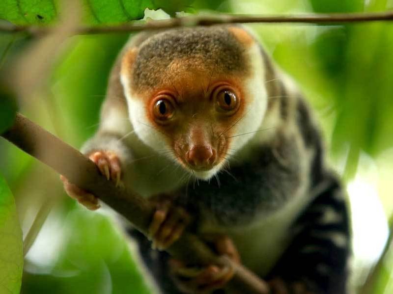 Cuscus