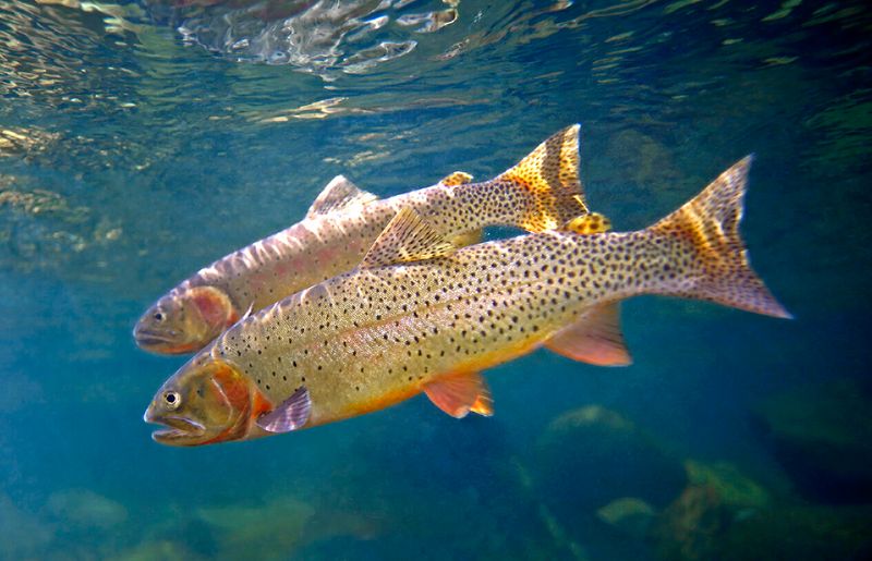 Cutthroat Trout