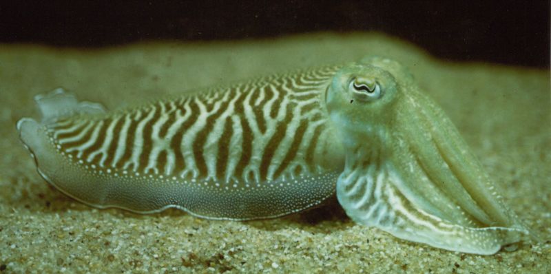 Cuttlefish