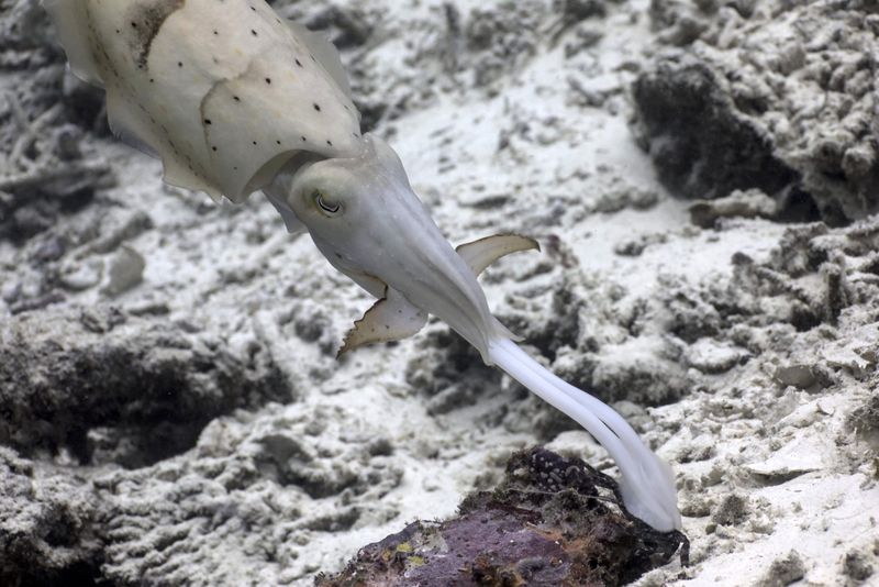 Cuttlefish