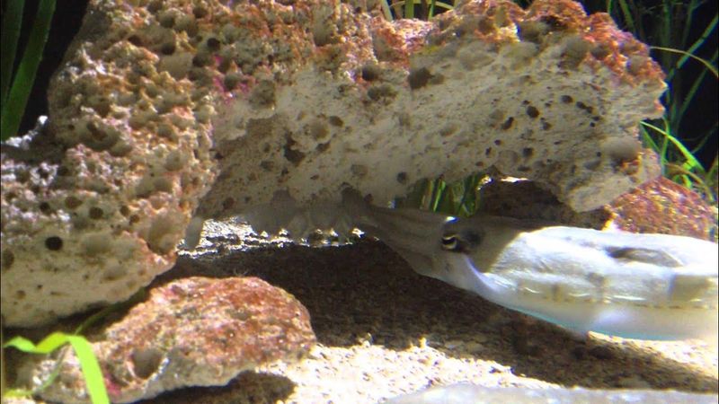 Cuttlefish