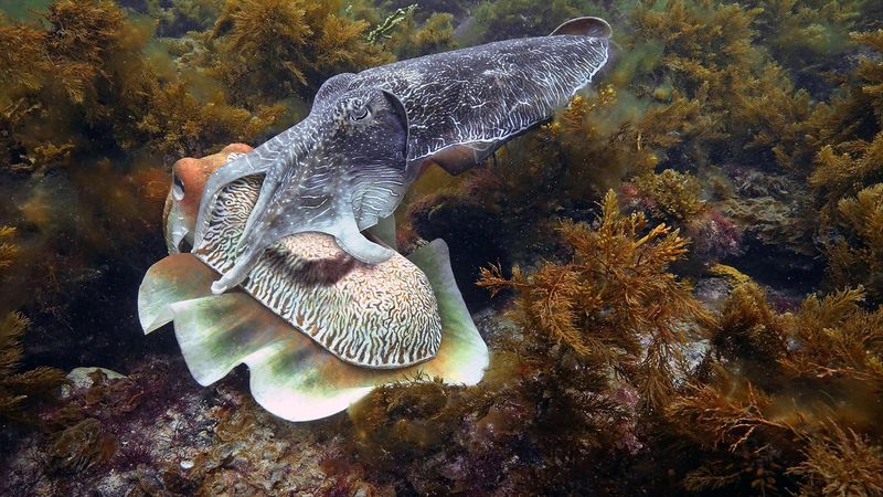Cuttlefish