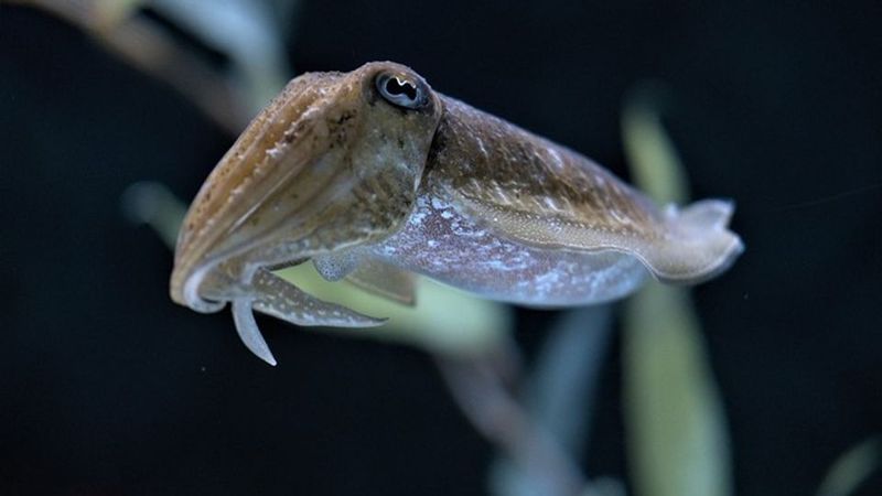 Cuttlefish Master of Disguise