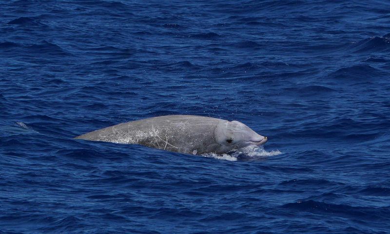 Cuvier's Beaked Whale