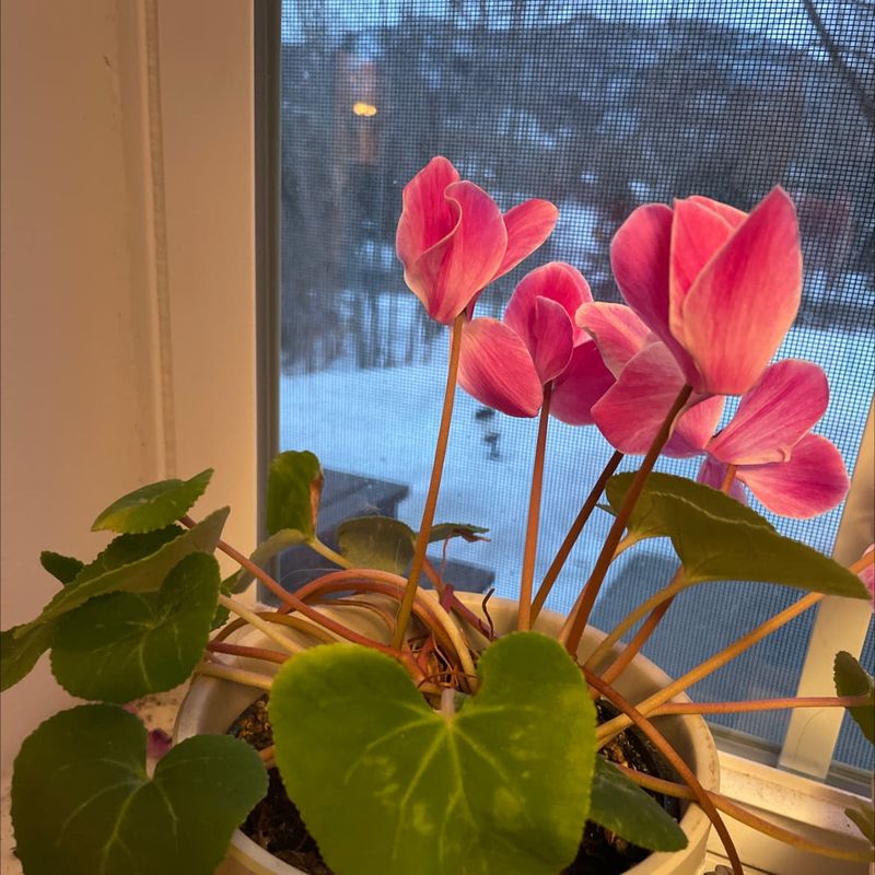 Cyclamen