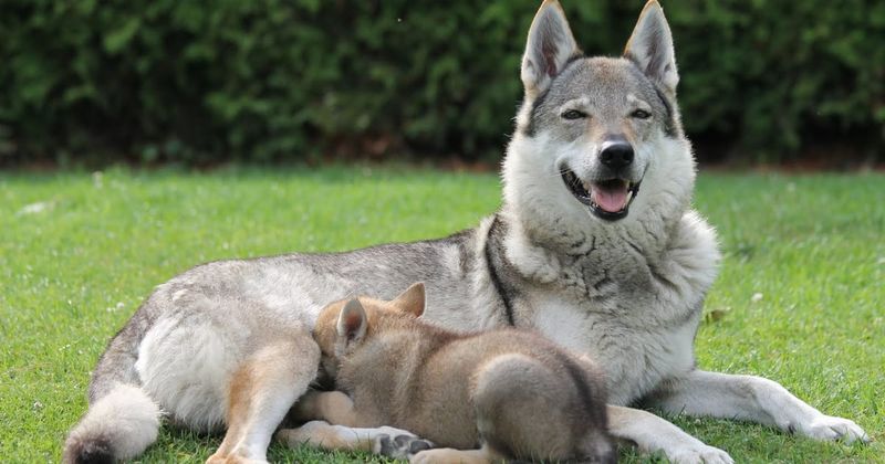 Czechoslovakian Wolfdog