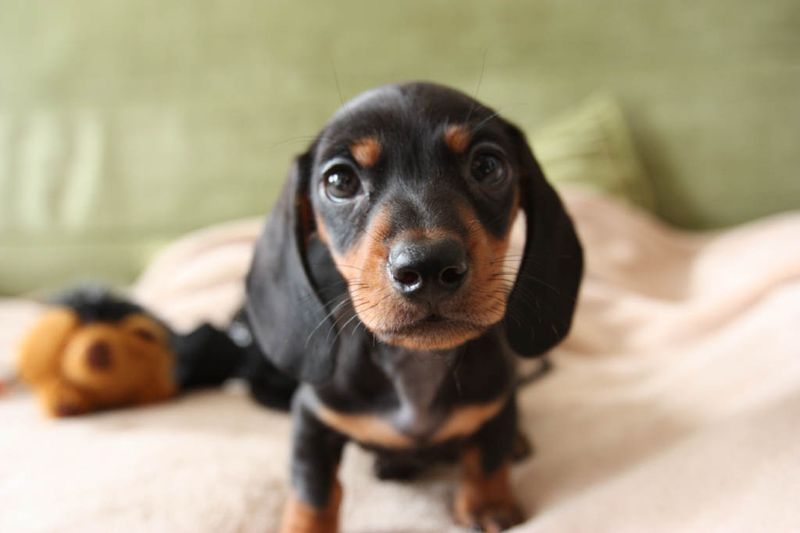 Dachshund