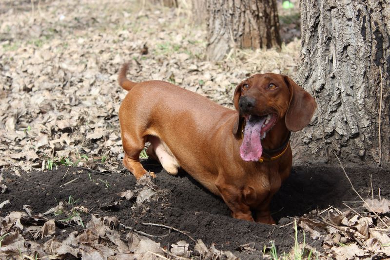 Dachshund