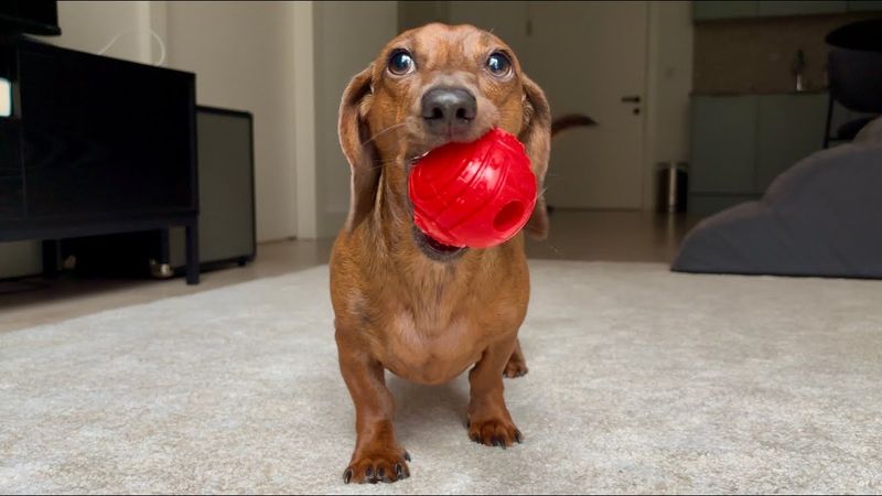 Dachshund