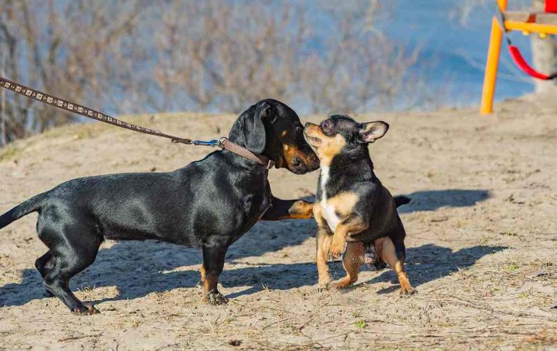 Dachshund