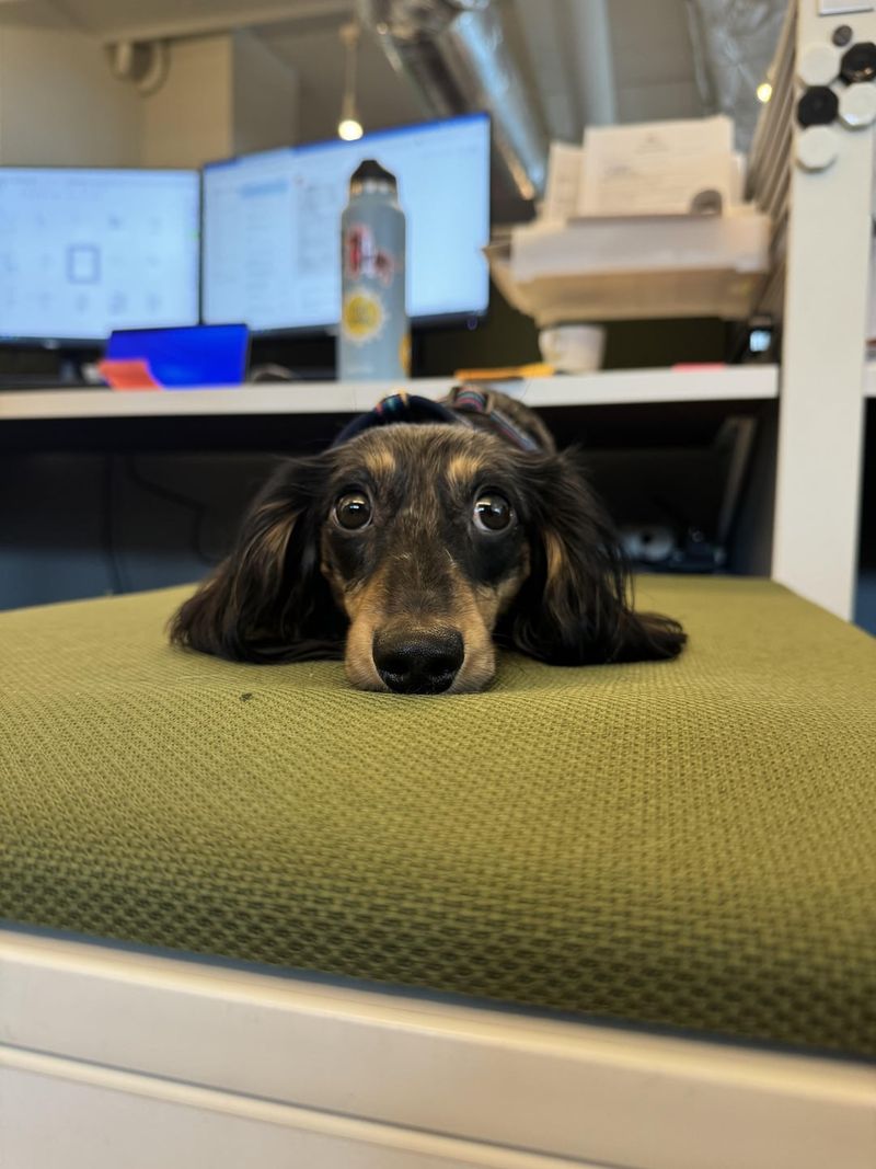 Dachshund
