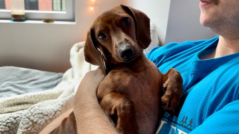 Dachshund