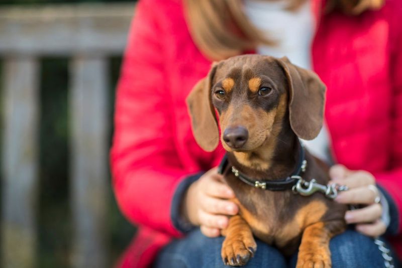 Dachshund