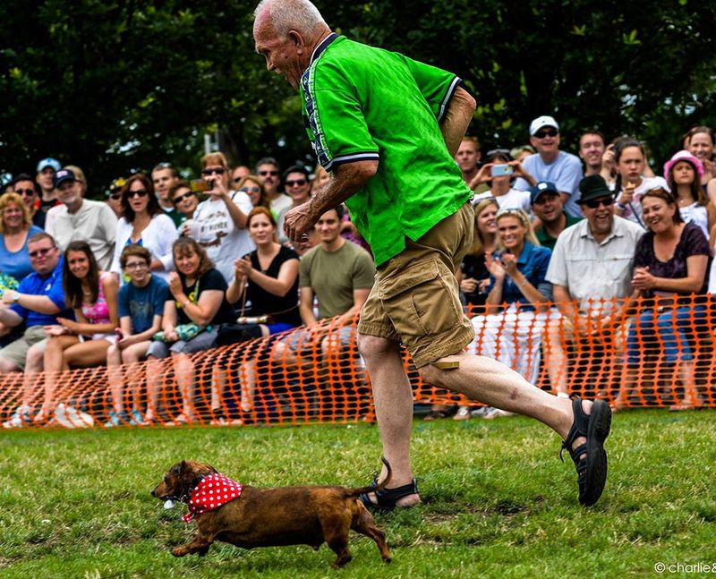 Dachshund