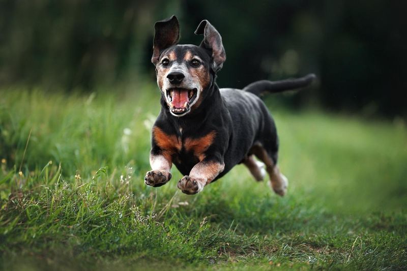 Dachshund