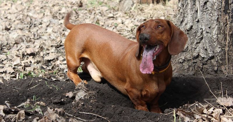 Dachshund