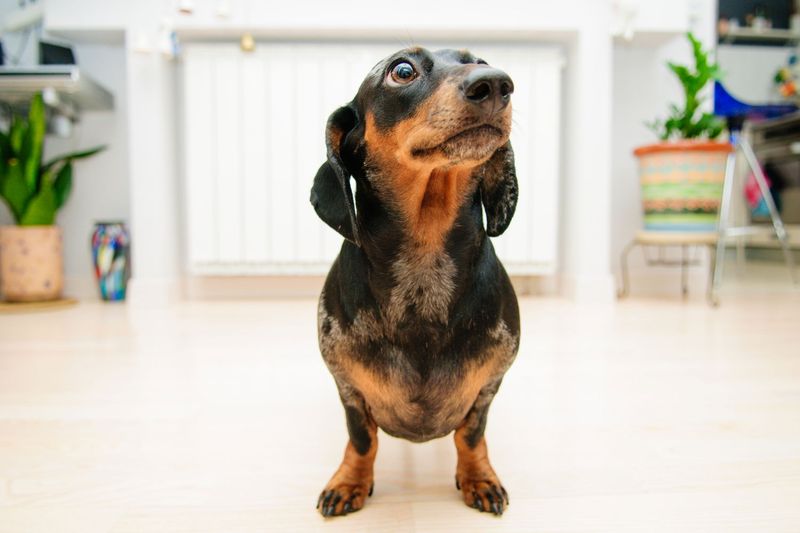 Dachshund