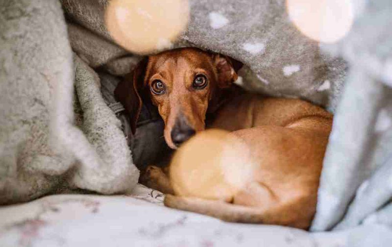 Dachshund