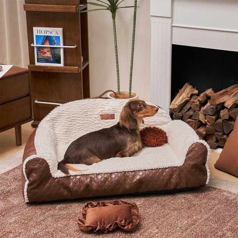Dachshund