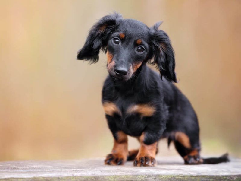 Dachshund