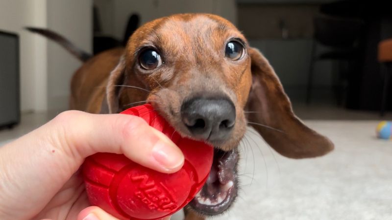 Dachshund
