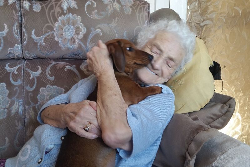 Dachshund