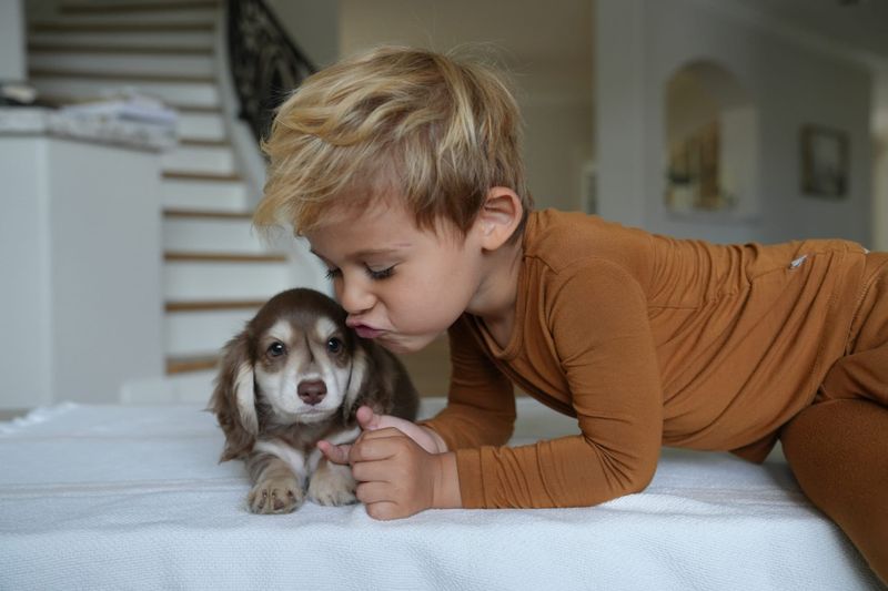 Dachshund
