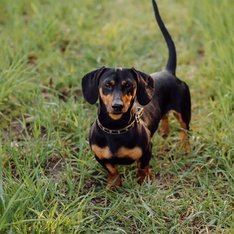 Dachshund
