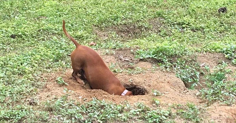 Dachshund