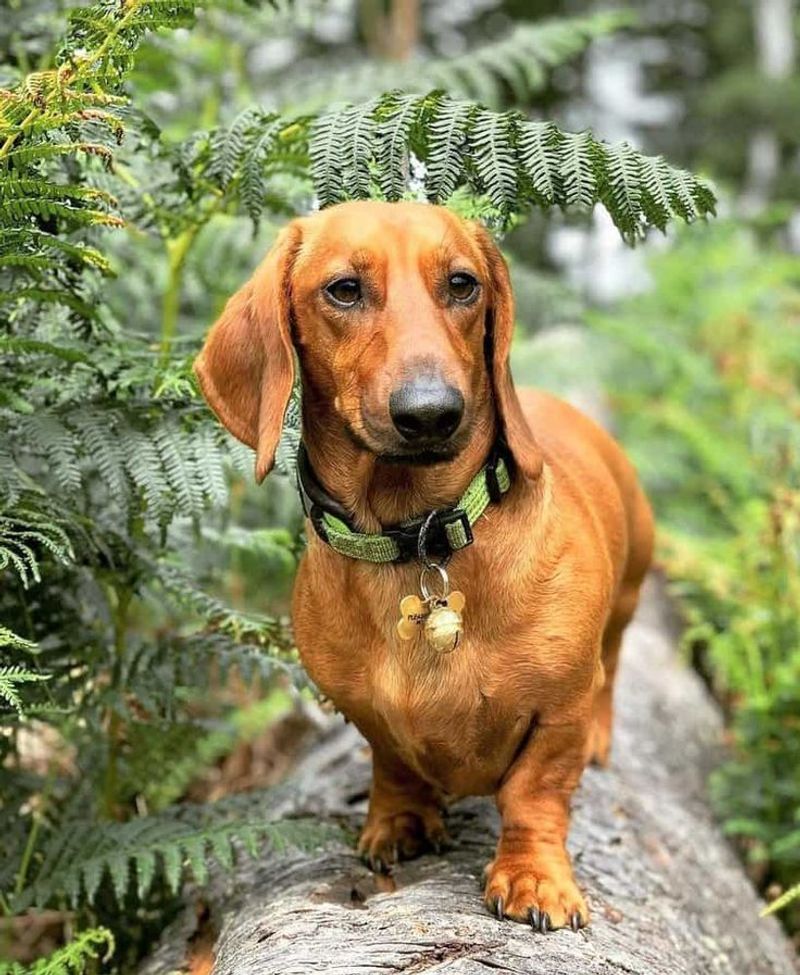 Dachshund