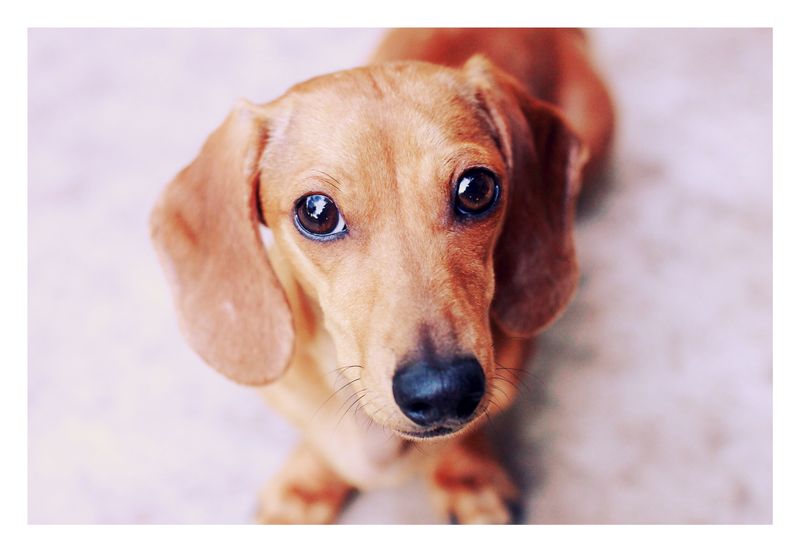 Dachshund with Soulful Eyes