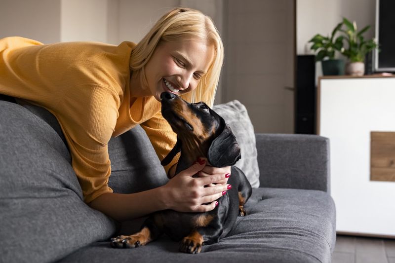 Dachshund