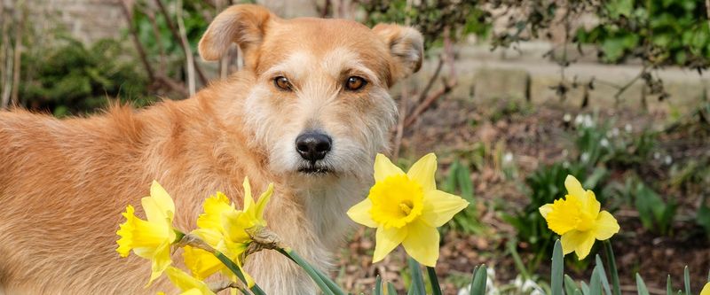 Daffodil