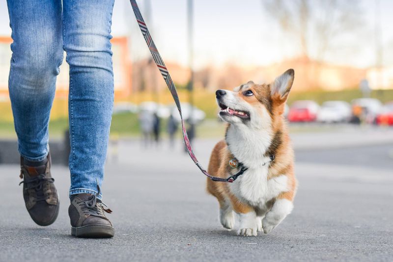 Daily Walks Build Trust