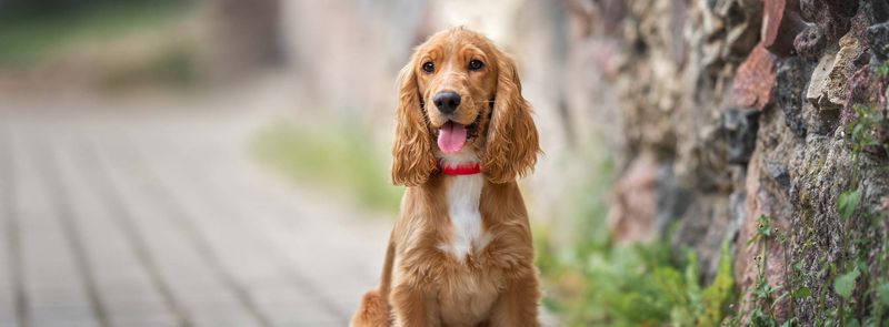 Daisy - Cocker Spaniel