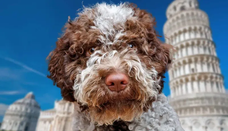 Daisy, the Truffle Hunter