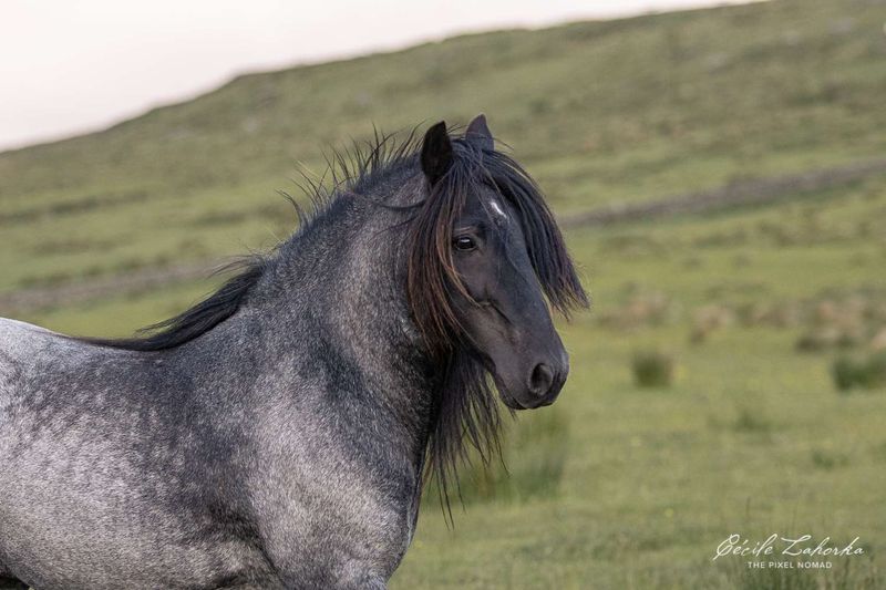 Dales Pony