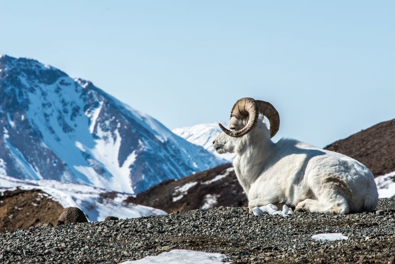 Dall Sheep
